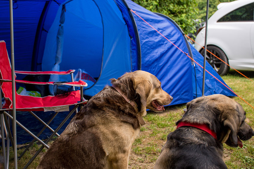 Camping & Village Eucaliptus